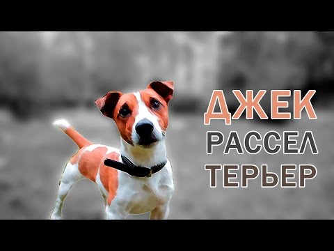 Все о породе - Джек Рассел Терьер