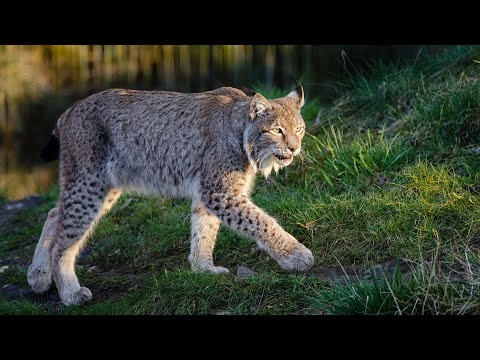 Обыкновенная рысь - самый красивый лесной хищник