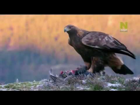 Владыка воздуха Беркут (BBC planet earth)