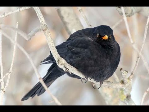 Черный дрозд и интересные факты о нем