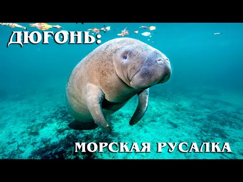 Дюгонь: Морская &quot;русалка&quot; | Интересные факты про морских обитателей