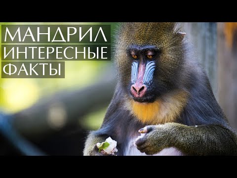 Мандрил - интересные факты