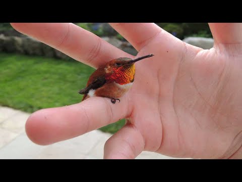 Самые маленькие птицы в мире!