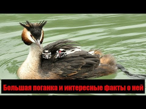 Большая поганка и интересные факты о ней