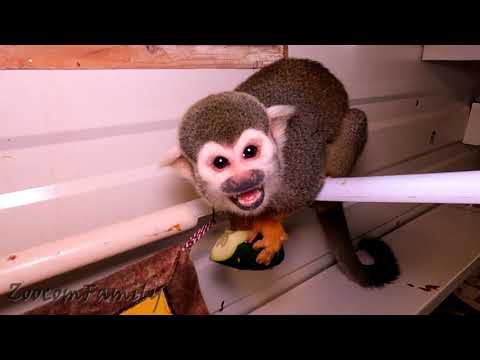 Саймири Мася и огурец. Monkey eating cucumber