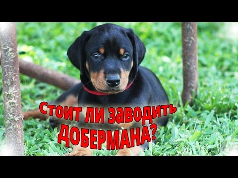 Стоит ли заводить добермана?