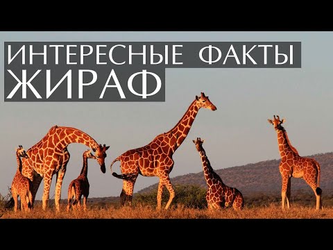 Жираф - интересные факты