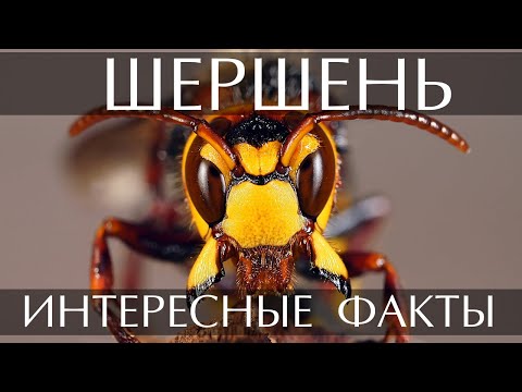 Шершень - интересные факты