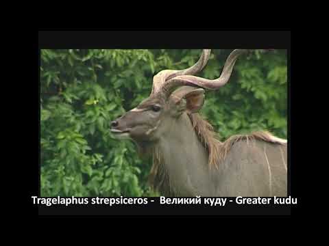 Tragelaphus strepsiceros - Великий куду - Greater kudu