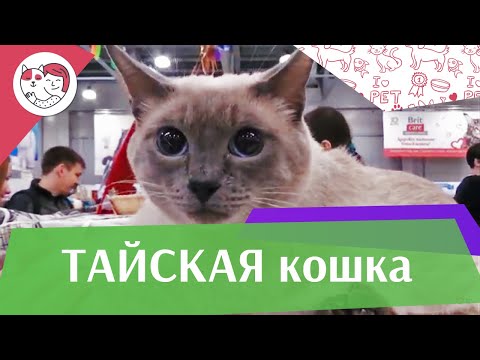 Тайская кошка. Особенности. Уход