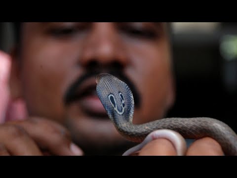 10 Самых опасных змей в мире! Ядовитые, агрессивные и очень непредсказуемые змеи!