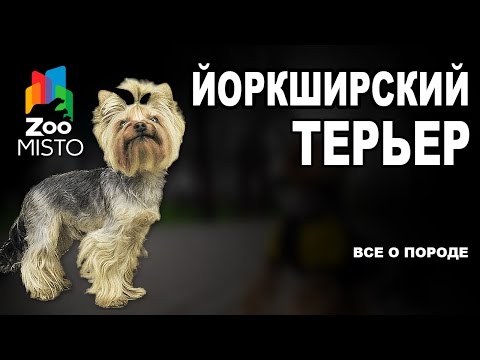 Йоркширский терьер - Все о породе собаки | Собака породы Йоркширский терьер