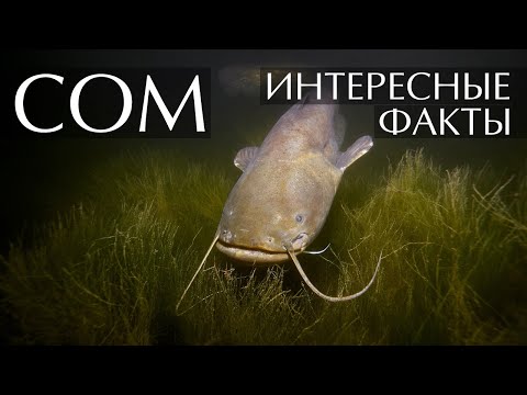 Сом - интересные факты