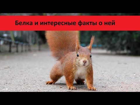 Белка и интересные факты о ней