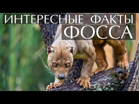 Фосса - интересные факты