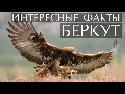 Беркут - интересные факты