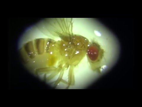 Чудо-Юдо Муха Дрозофила Под Микроскопом: Яйца и Личинки Дрозофил - Drosophila (RUSSIAN)