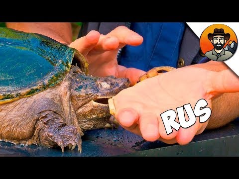УКУС КАЙМАНОВОЙ ЧЕРЕПАХИ / Койот Питерсон на русском