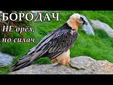 БОРОДАЧ - НЕ орёл, но силач