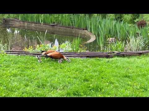 Ruddy Shelduck. Рыжая утка Огарь. Прогулки с утятами