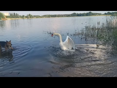 Лебедь шипит на собаку!