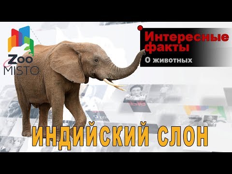 Индийский слон - Интересные факты о млекопитающем | Вид слоновых