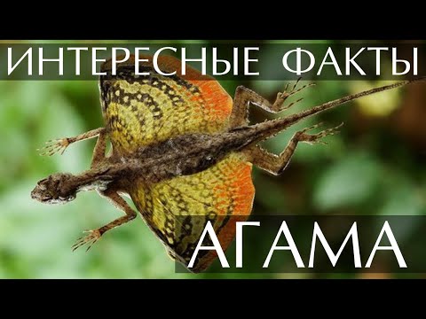 Агама - интересные факты