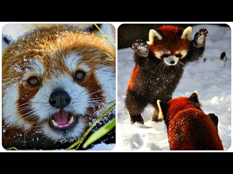 Красная Панда / Веселая Видео Подборка! Red Panda Funny /