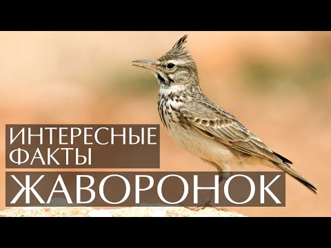 Жаворонок - интересные факты (фото, видео, звуки)