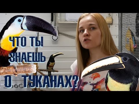 Домашний тукан? Возможно ли это?