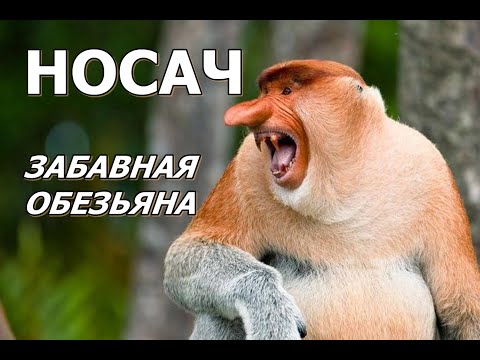 НОСАЧ - Забавная обезьяна