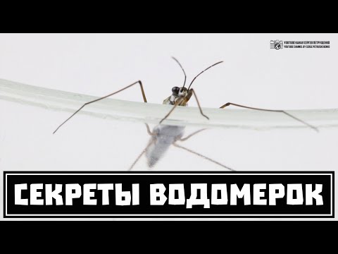 Водомерки. Секреты хождения по воде от необычных насекомых. // Clever Cricket