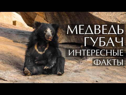 Медведь Губач - интересные факты