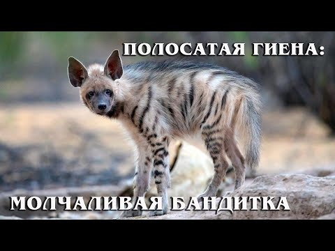Полосатая гиена: Редкий вид гиен | Интересные факты про гиен
