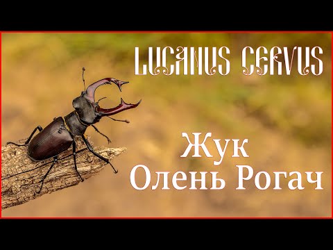 Lucanus cervus - Жук Олень Рогач