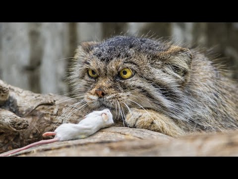 МАНУЛ - редкий, злобный, дикий горный кот! И это САМЫЙ ПУШИСТЫЙ представитель семейства!