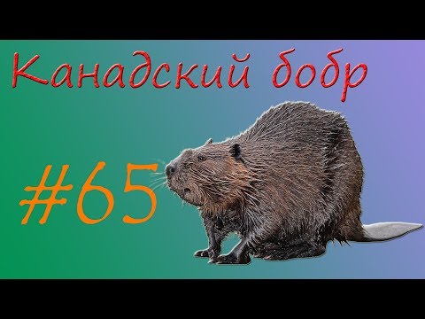 Канадский бобр