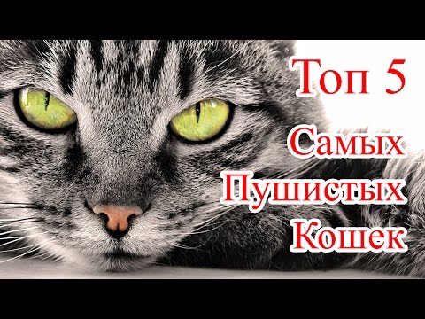 Топ 5 Самые пушистые кошки в мире. Породы шикарных кошек