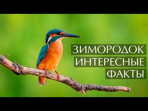 Зимородок - интересные факты