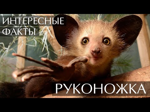 Мадагаскарская руконожка (Ай-ай) - Интересные факты