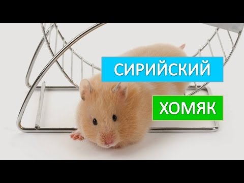 Домашние хомяки. Забавный сирийский хомяк.