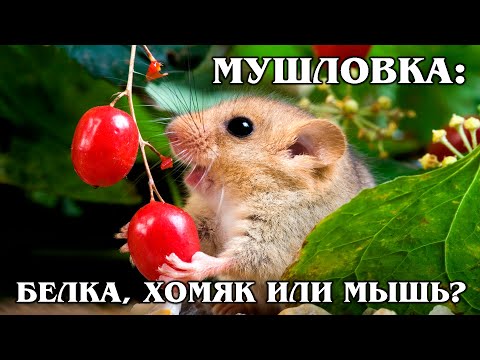 ОРЕШНИКОВАЯ СОНЯ: Милый грызун | Интересные факты про животных