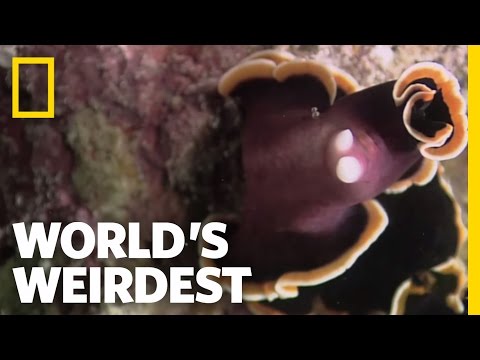 Flatworm Penis Fencing | World&#039;s Weirdest