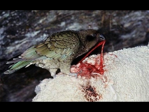 Попугай Кеа - убийца овец / Попугаи жестоко убивает овец - Самый умный и жестокий попугай в мире