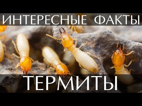 Термиты - интересные факты