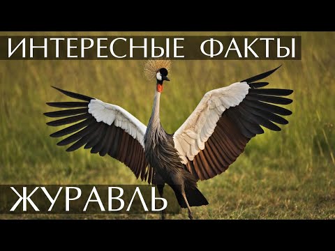 Интересные факты о Журавлях