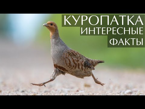 Куропатка - интересные факты