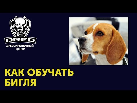 Как обучать породу Бигль | Описание характера Бигля | Как ведет себя взрослый бигль