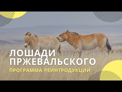 Программа реинтродукции лошади Пржевальского в заповеднике «Оренбургский»