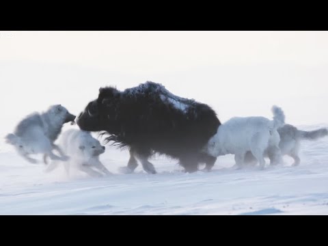 Арктические (мелвильские) волки – призраки ледяной пустыни. Главные хищники и эксперты по выживанию!